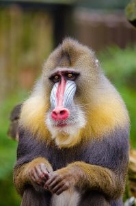 mandrill-1194343_640